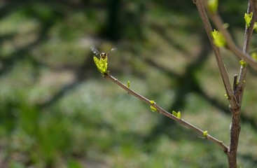 the wasp flies around the green leaves