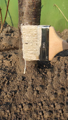 Tree processing pest protection in spring. A special white paint is applied to the tree trunk with...