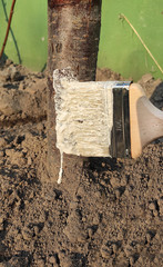 Tree processing pest protection in spring. A special white paint is applied to the tree trunk with a brush.