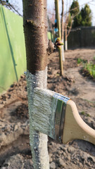 Tree processing pest protection in spring. A special white paint is applied to the tree trunk with a brush.