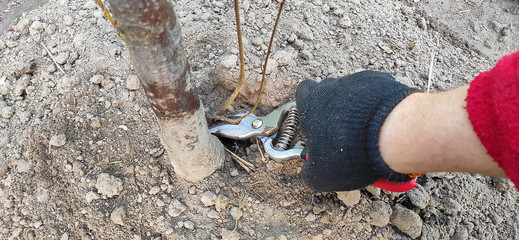 Tree pruning is done with garden tools. Hands in black gloves. Closeup.