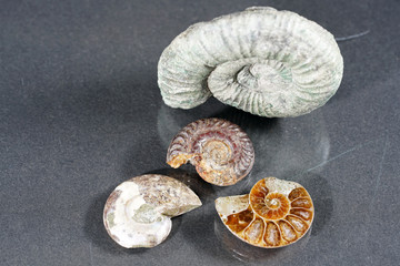 Ammonoidea are an extinct subgroup of cephalopods 
