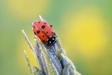 Ladybug 02