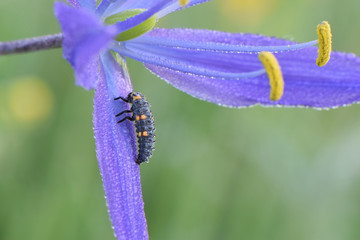 Lady Beetle 01