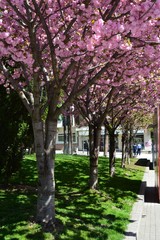 a cherry tree in bloom in the park