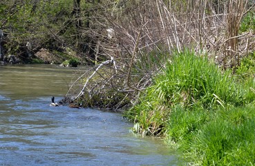 little ducks on the river