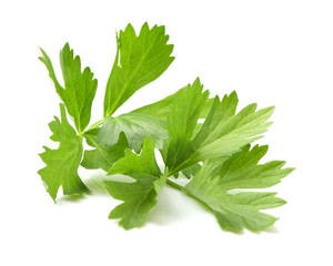fresh parsley isolated on white