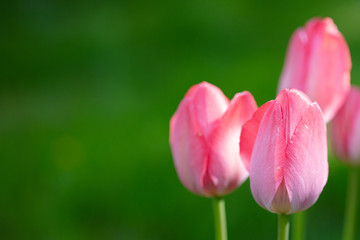 Pink tulips on a blurred background of green grass.