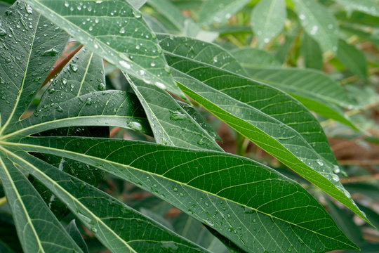 Close up of cassava green lafe with drop of rain in plantation.