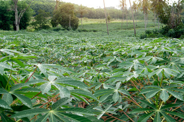 A cassava plantation plant with beautiful green leaves In the green area of the countryside.