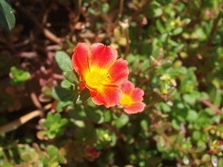 Fototapeta na wymiar Two red orange yellow flowers of Portulaca oleracea on the flowerbed in sunny day. Bright colors flowers on a background of pattern of green foliage. Sunlight and beautiful nature. Flower composition