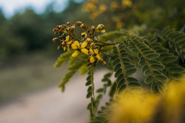 .yellow flowers and tropical leaves on a tree close up