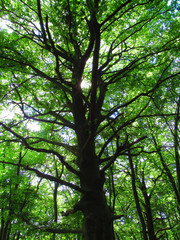Fototapeta premium trees in the forest