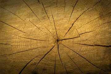 pattern of cracked dry wood. light wooden background