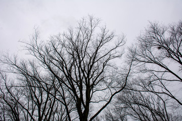 Fototapeta na wymiar bare tree in winter