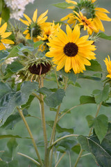 yellow sunflower in your atumn garden