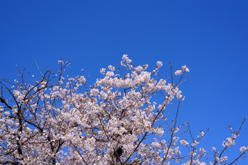 青空と桜