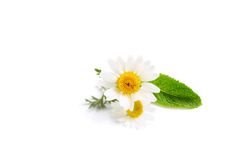 Chamomile flowers on isolated white background