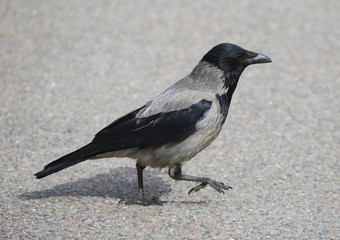 A crow walks on the gray asphalt