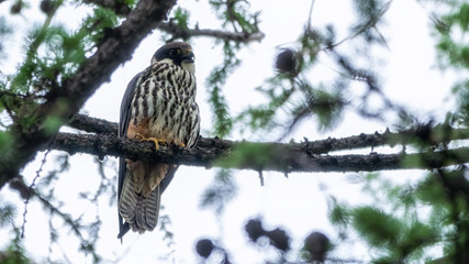 Eurasian hobby, falco subbuteo, sitting on top of larch tree. Cute majestic falcon bird of prey in wildlife.