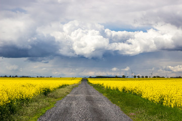 storm clouds over a dirt road leading through a rape field