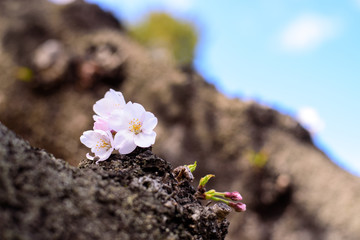 桜　アップ