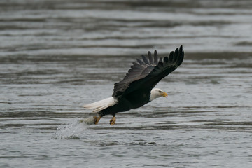 Side view of a Bald Eagle catching fish from the Susquehanna River in Maryland