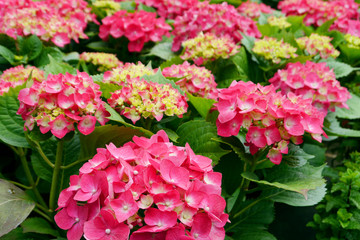 Flower field of Hydrangea. Pink, blue, lilac, violet, purple flower blooming in spring and summer. In Zhuzihu, Yangmingshan, Taiwan.