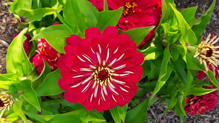 red and yellow flower