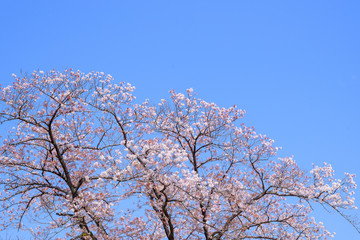 青空と桜