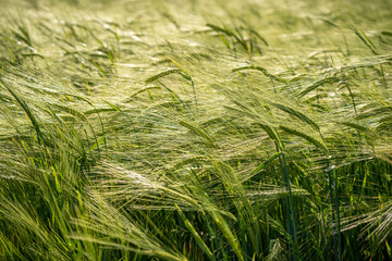 The rye green growing in the field. Rye ear close up.