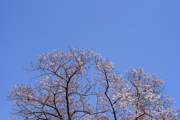 青空と桜