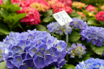 Flower field of Hydrangea. Pink, blue, lilac, violet, purple flower blooming in spring and summer. In Zhuzihu, Yangmingshan, Taiwan.