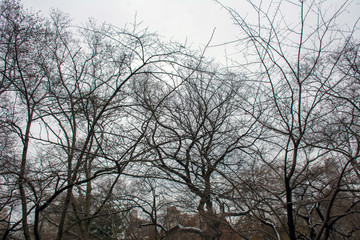 trees in the morning