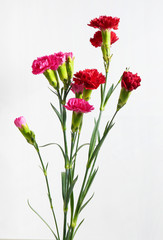 Bunch of red and pink carnations on white background. Mother's Day background.