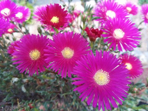 fiori fucsia