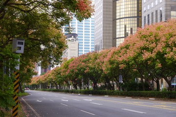 Taiwanese rain trees are blooming on both sides of the 
Dunhua South Road in Taipei, Taiwan. Koelreuteria elegans, more commonly known as flamegold rain tree or Taiwanese rain trees.