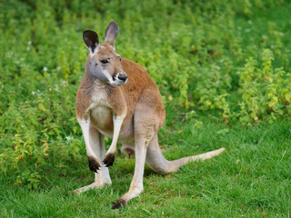 Naklejka na ściany i meble The largest representative of the kangaroos and the largest living marsupial