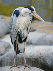 The grey heron ia a bird of wetland areas