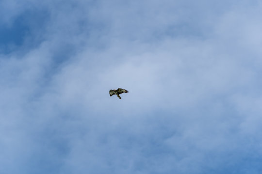 Common Buzzard (Buteo buteo) in flight with a blue sky