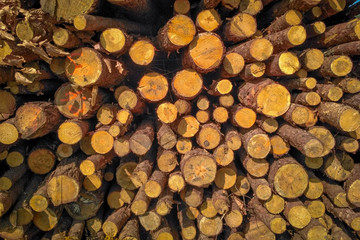 taxture of pine three logs. natural wooden  background