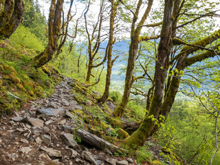 A hiking trail through a green forest
