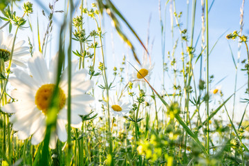 Die Blüten der Margeriten und die unterschiedlichen Gräser einer Blumenwiese heben sich von einem...
