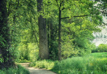 Obraz premium Bavaria, Germany - trail among woods at Isarauen national park, the green spot of dense trees along the Isar river near Munich, ideal place to walk and hiking