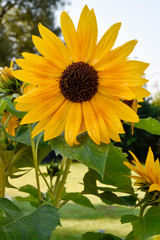 Obraz premium yellow sunflower in your atumn garden