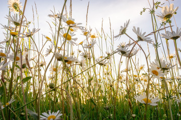 Die Blüten der Margeriten und die unterschiedlichen Gräser einer Blumenwiese leuchten...