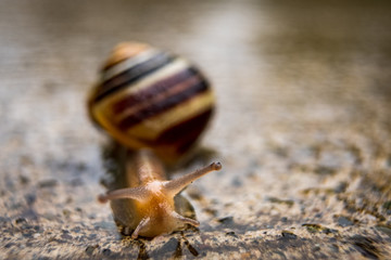 A closeup macro of a snail with a striped shell on wet ground