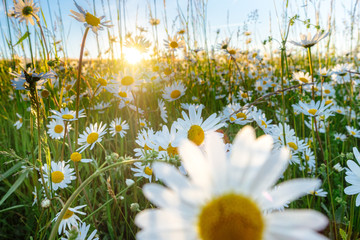 Die Blüten der Margeriten und die unterschiedlichen Gräser einer Blumenwiese leuchten im...