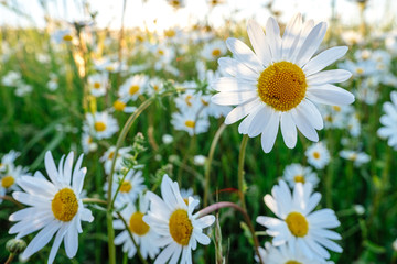 Die Blüten der Margeriten und die unterschiedlichen Gräser einer Blumenwiese leuchten...