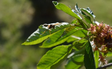 the wasp flies around the green leaves